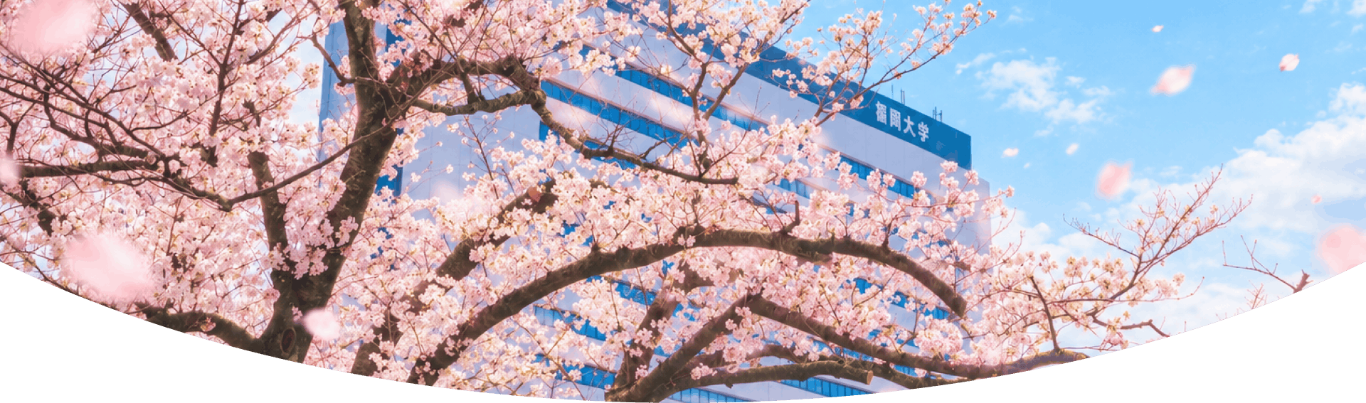 桜に囲まれた福岡大学のキャンパス